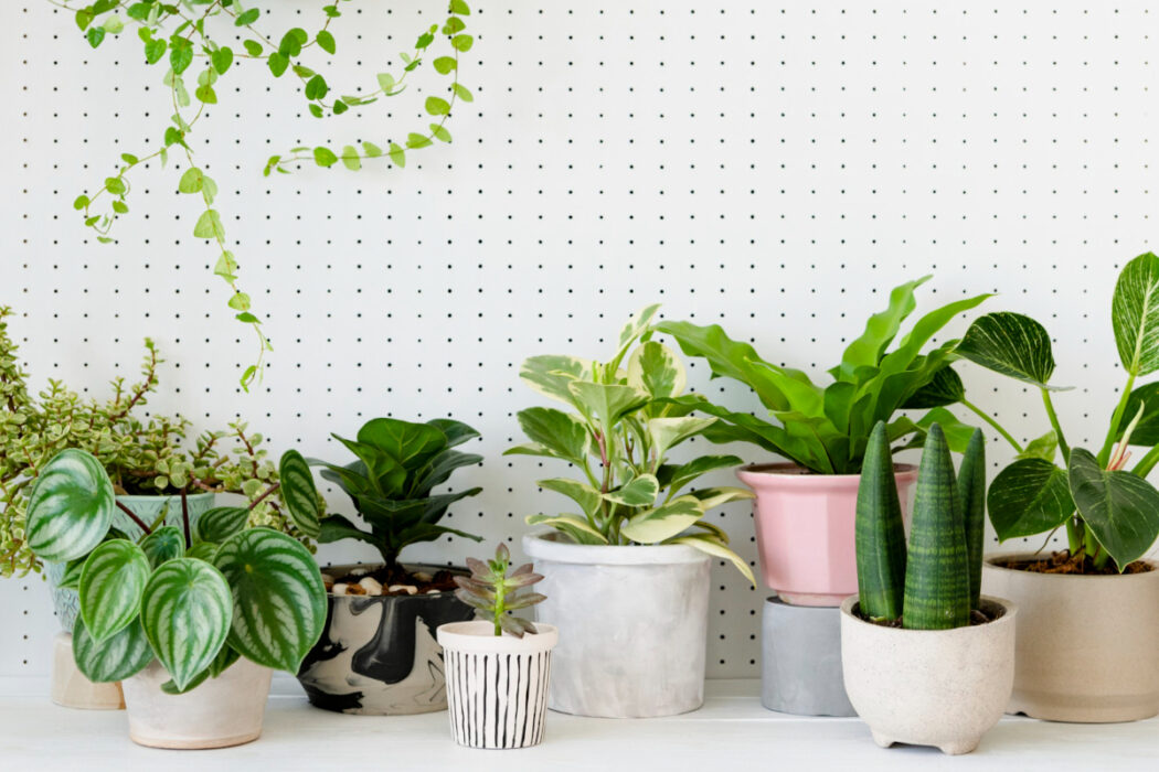 plantes artificielles