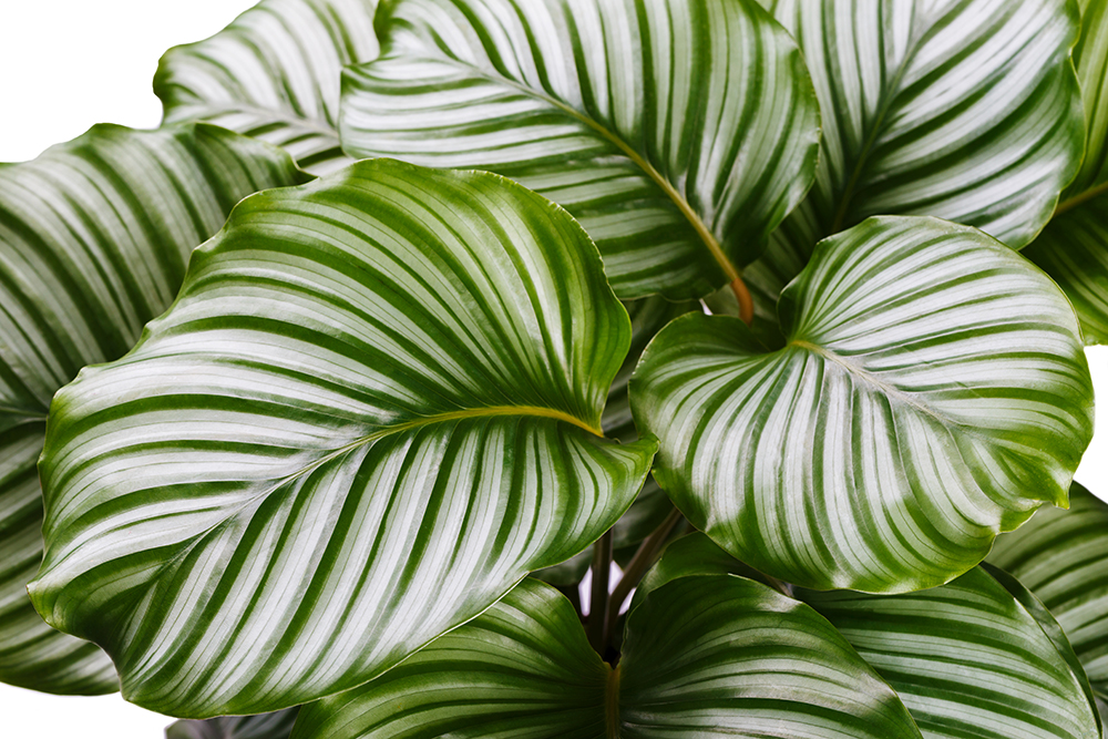 plantes d'intérieur