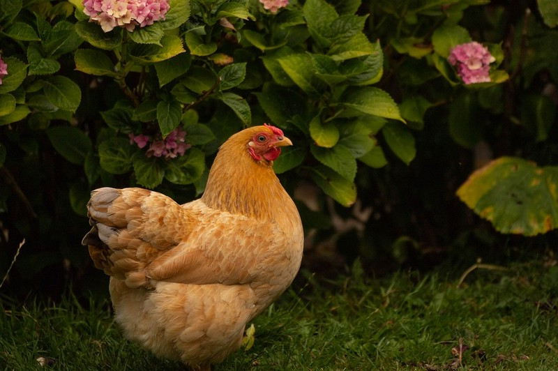 Poulailler dans un jardin