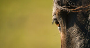 Pourquoi protéger les chevaux contre les mouches et les moustiques est essentiel ?