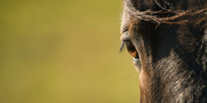 Pourquoi protéger les chevaux contre les mouches et les moustiques est essentiel ?