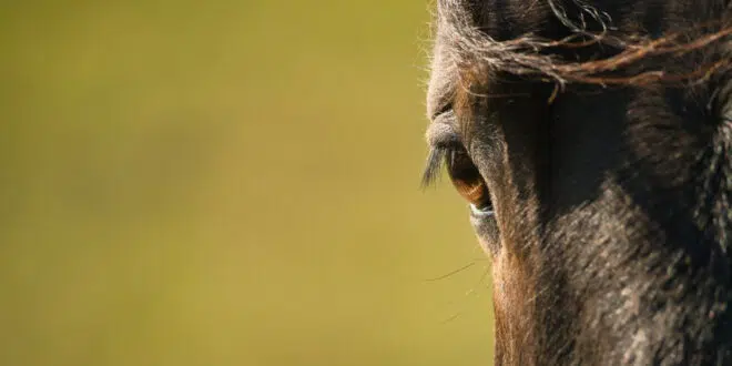 Pourquoi protéger les chevaux contre les mouches et les moustiques est essentiel ?