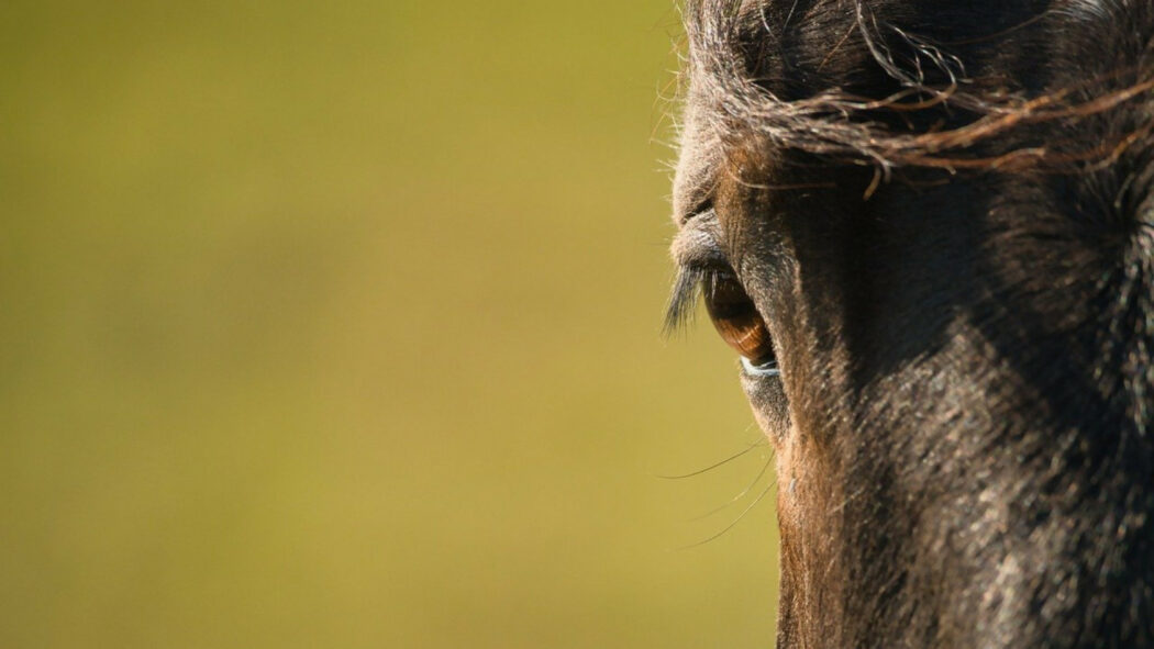 Pourquoi protéger les chevaux contre les mouches et les moustiques est essentiel ?
