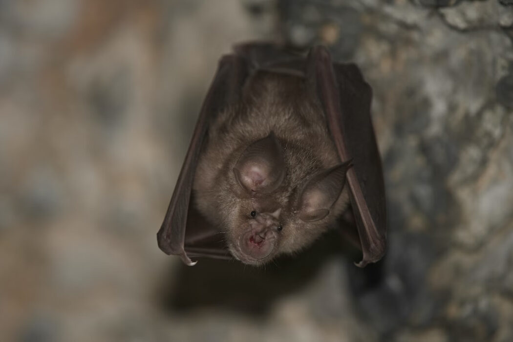 présence chauve souris