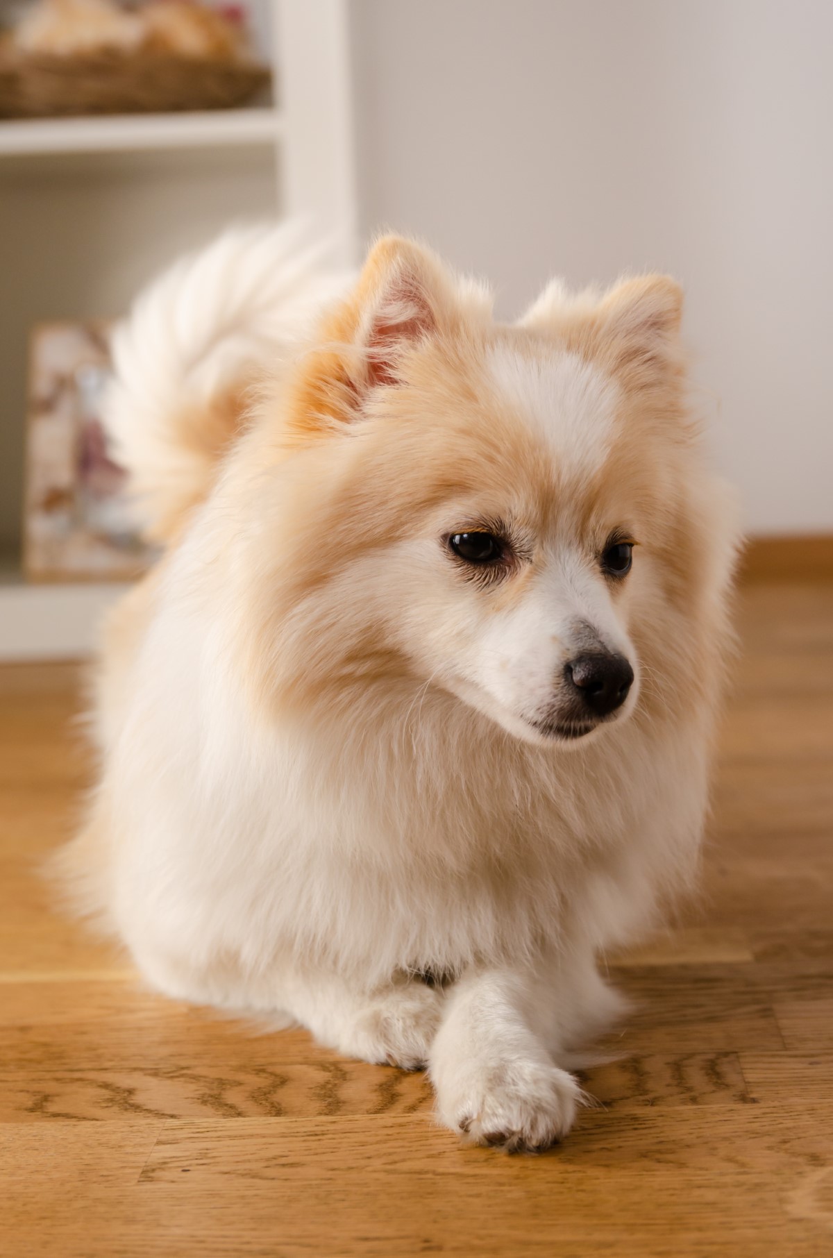 Classement des 10 races canines à haut risque d'agressivité