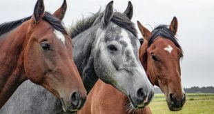 races de chevaux