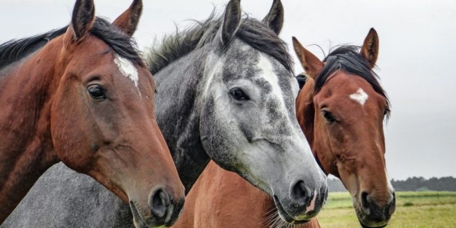 races de chevaux