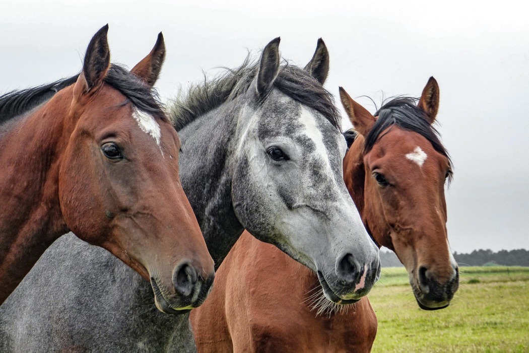 races de chevaux