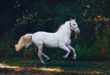 sabots cheval
