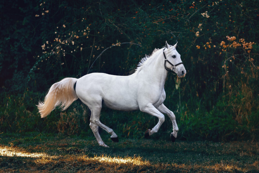 sabots cheval