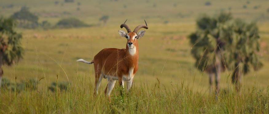 safari Ouganda