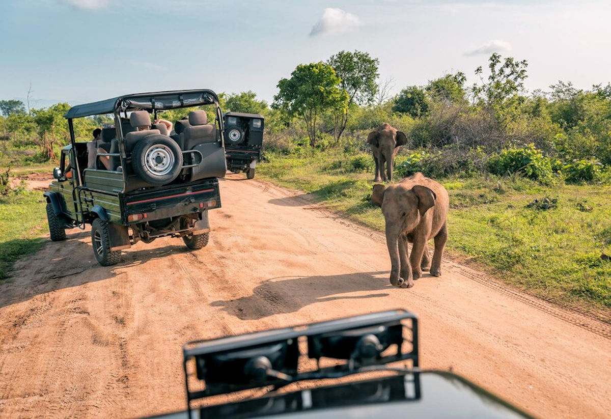 safari inoubliable