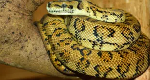 serpent