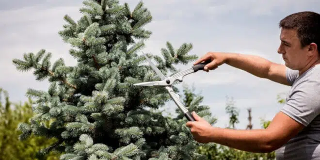 tailler un sapin