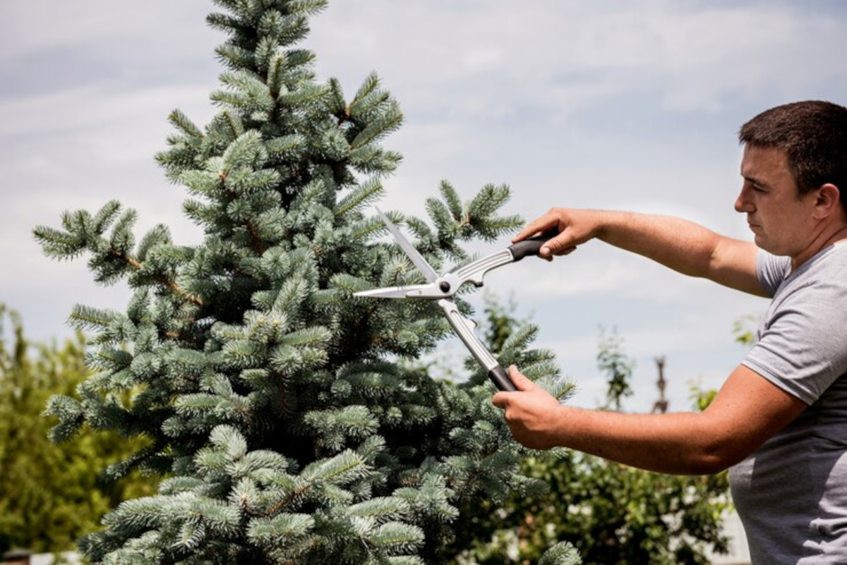 tailler un sapin