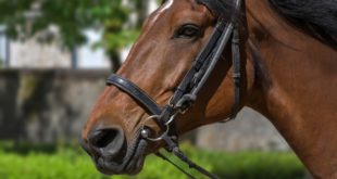 transport chevaux