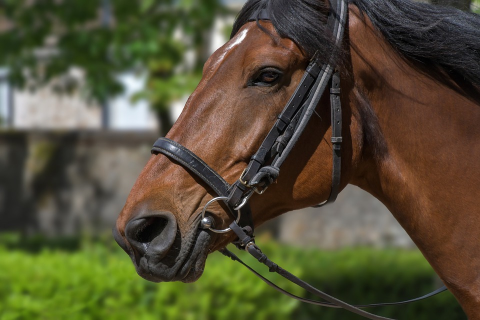 transport chevaux