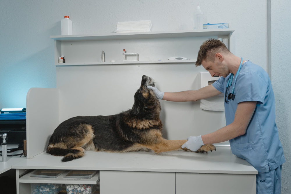 un vétérinaire de garde