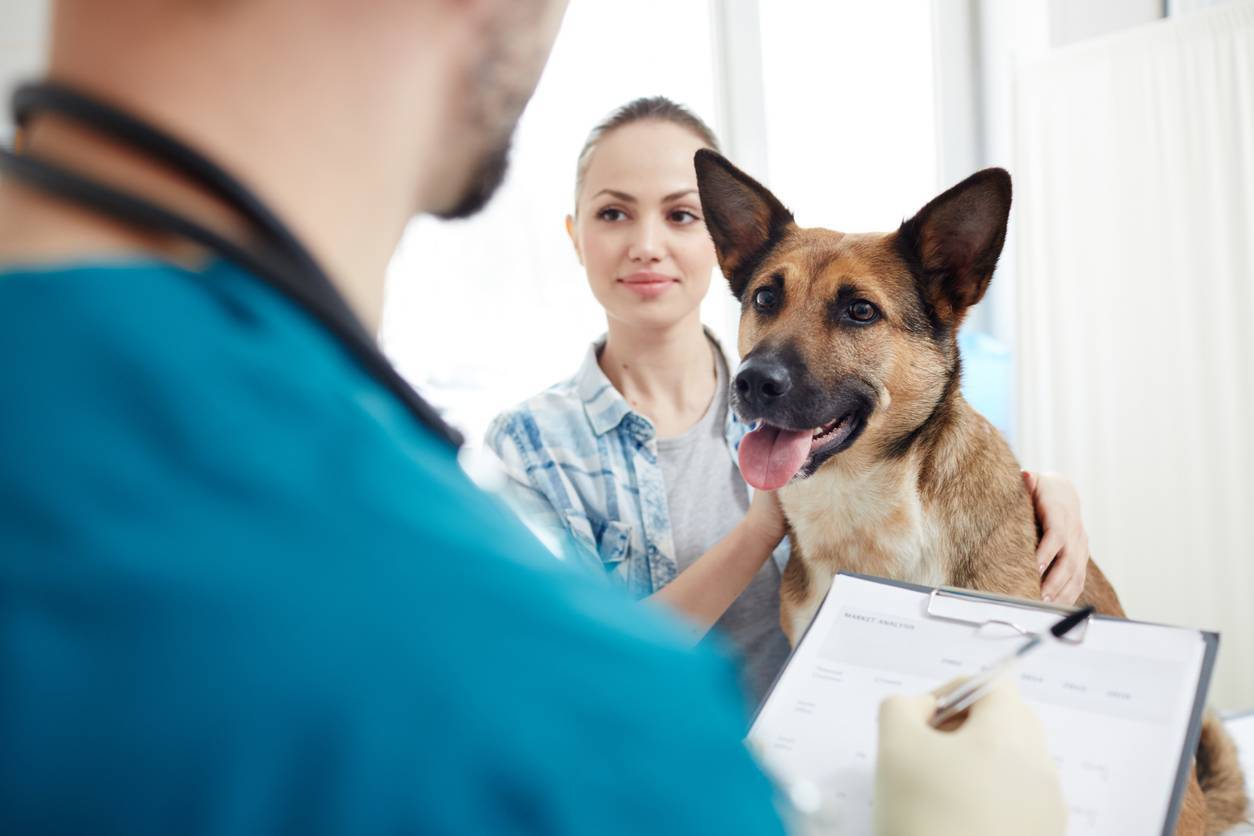 assurance santé animaux de compagnie