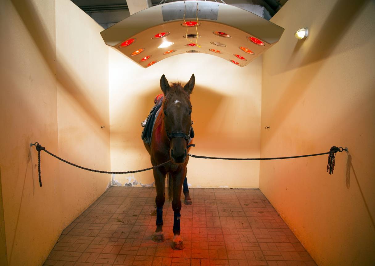 Solarium cheval, récupération physique, box