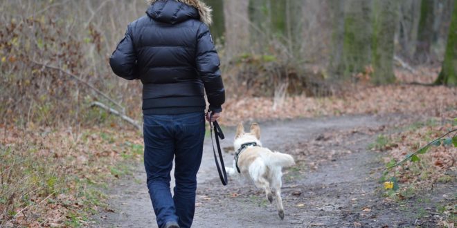 éducation d'un chien